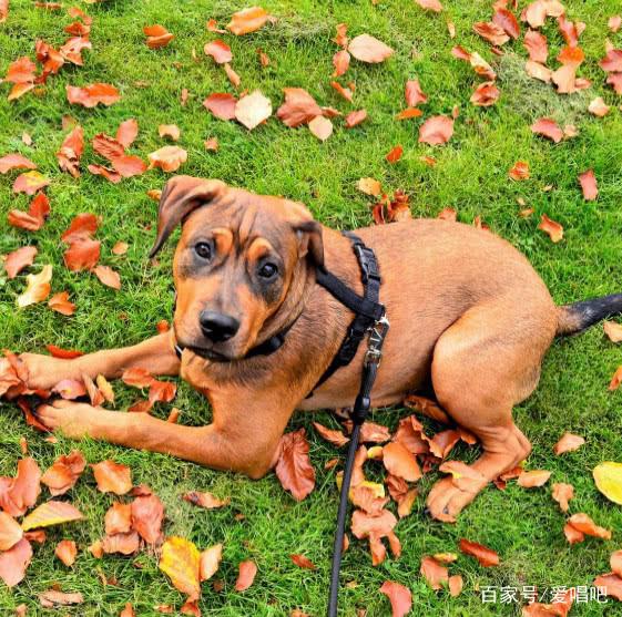 猫咪耳炎买什么药？揭开宠物健康的秘密武器