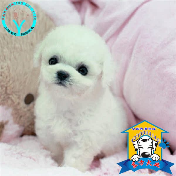 猫屁股眼红是什么原因？揭开背后的秘密