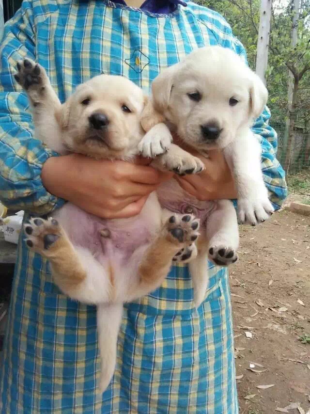 狗狗拉稀放臭屁：揭秘背后的健康隐患